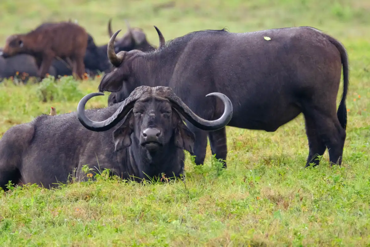 4-Day Arusha-NP and Mkomazi NP (Rhino-Sanctuary)